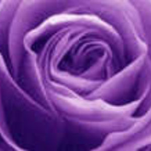 Meet your Posher, Dina